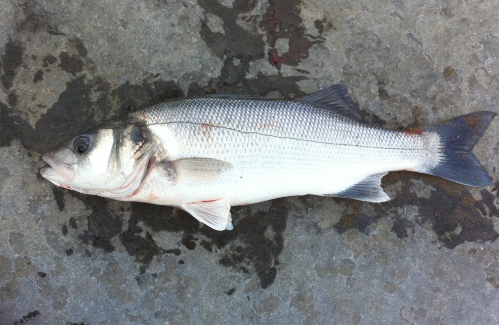 Line caught European Sea Bass